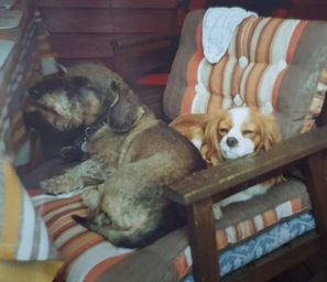 ludde 1991
