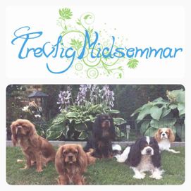 Midsommar 2017