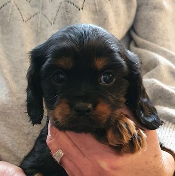 Molly