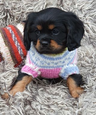 Molly