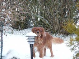 nalle1