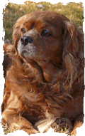 nalle1w12