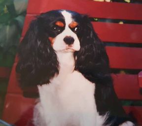 nikita 2001