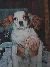 perro 1987
