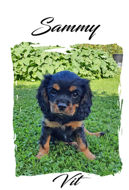 sammy vit1