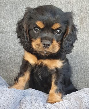 Sammy Vit