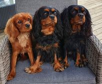 Tre generationer