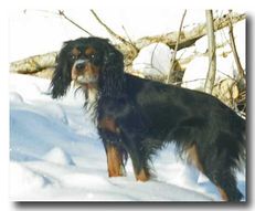 troja06w