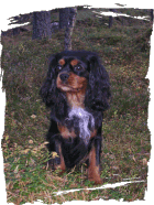 troja07w