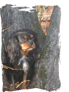 troja07w2