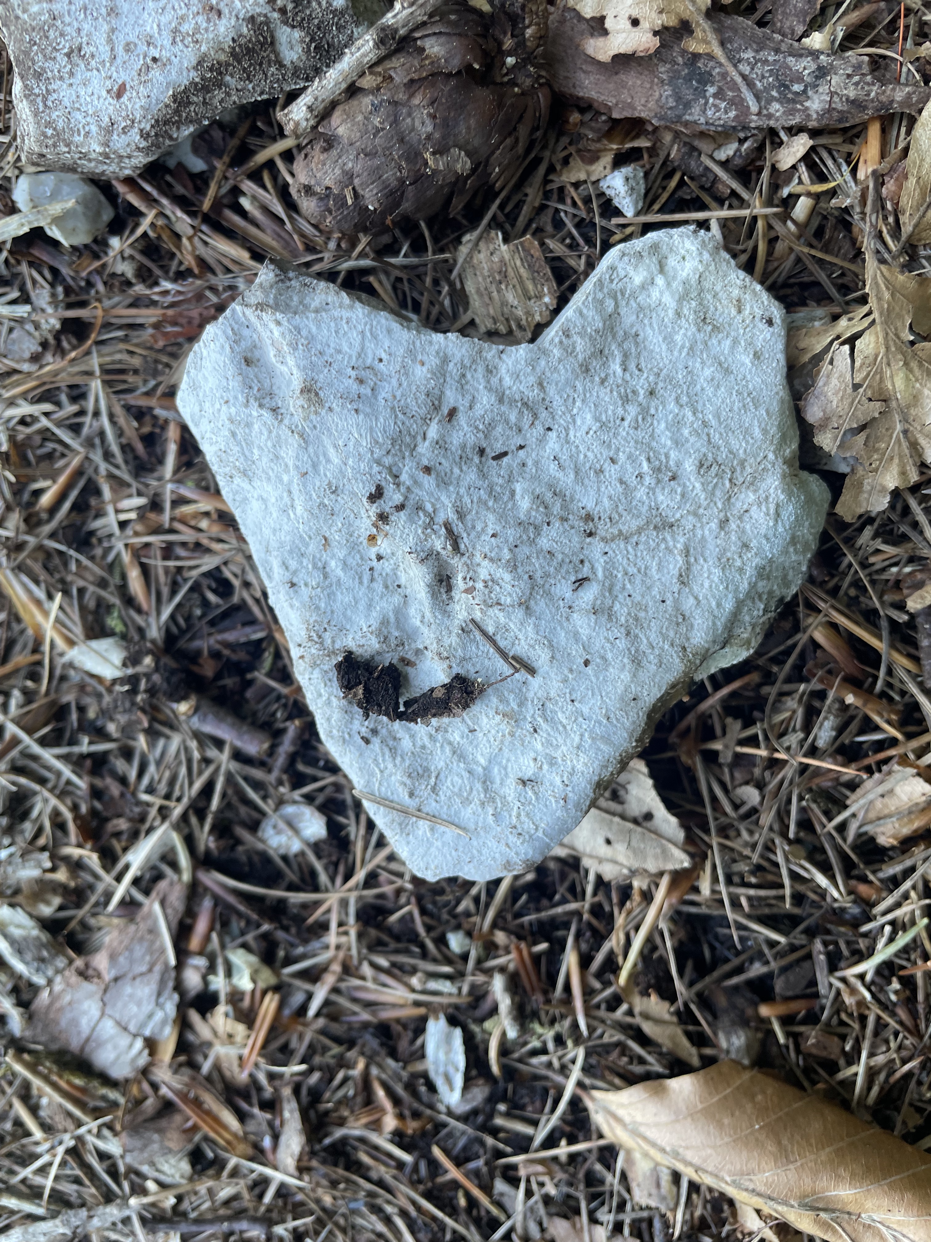 heartsIMG_5853