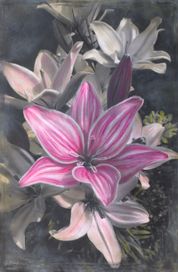 Lilies