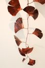 Ginkgo 11