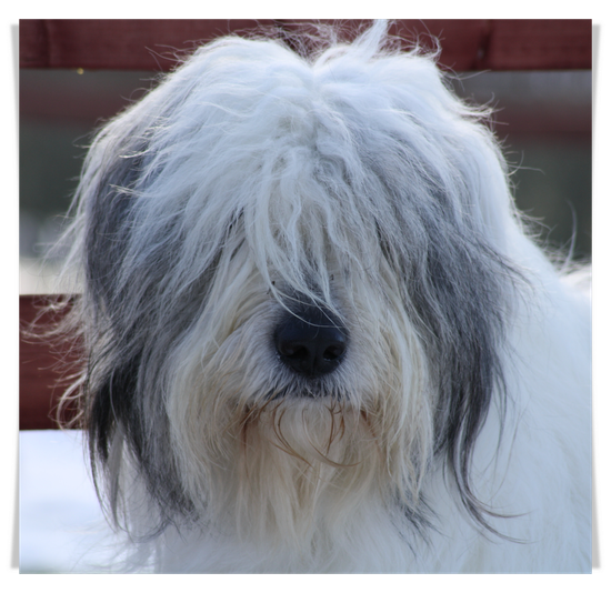 Lots of Fun's Kennel Ciobanesc Romanesc Mioritic