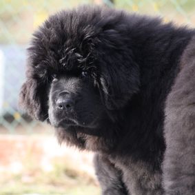 Lots of Fun's Kennel Newfoundlandshund