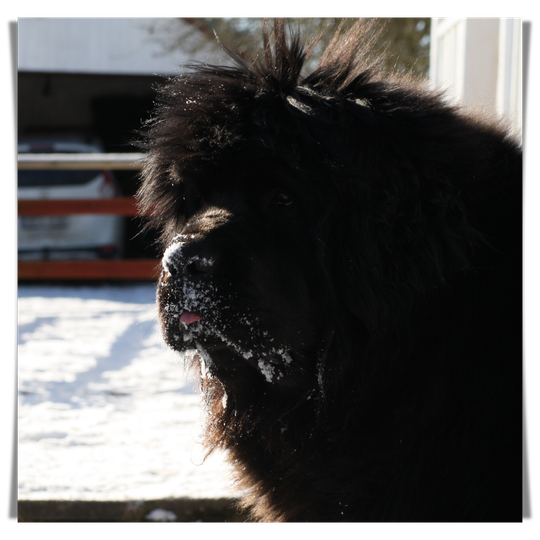 Lots of Fun's Kennel Newfoundlandshund