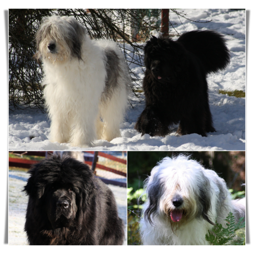 Lots of Fun's Kennel