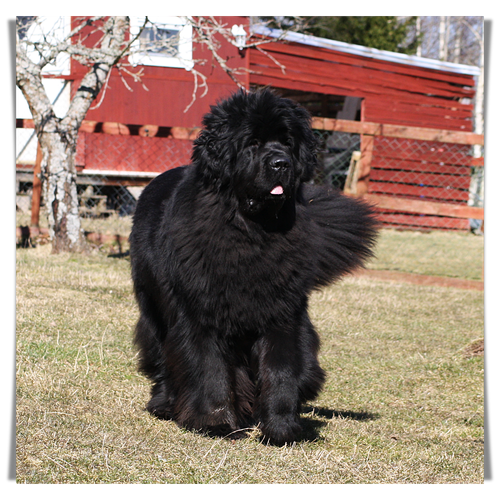 Lots of Fun's Kennel Newfoundlandshund