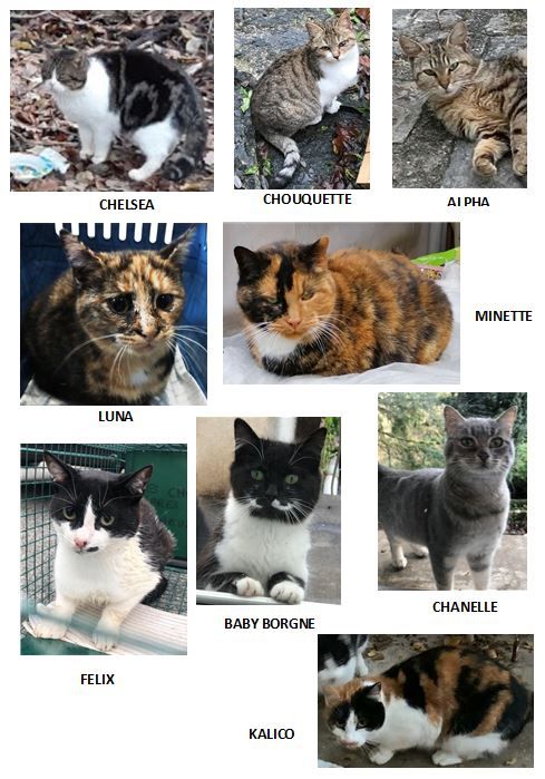 Une partie de nos chats en 