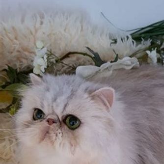 BENESTAR OLYMPIA fille de BENESTAR TINKER BELL *DK