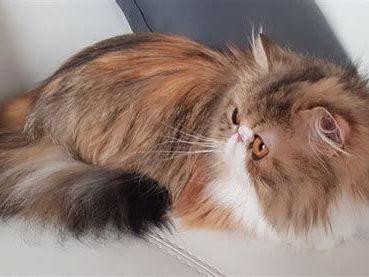 NALINKA DES TRESORS DE GALLEVILLE