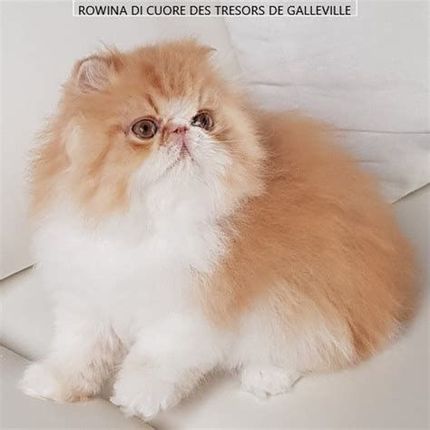 ROWANA DES TRESORS DE GALLEVILLE