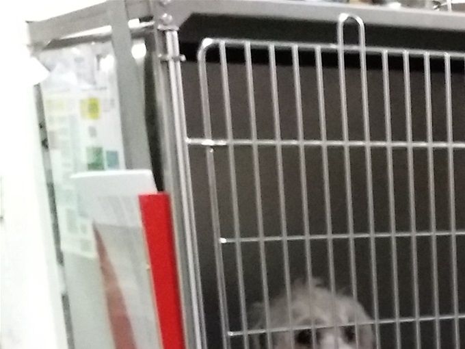 Väl inne på båten blev Amigo och Love placerade i sina burar i kenneln. Det visade sig att det är en rigorös säkerhet med kenneln på båten. Det kändes mycket tryggt att ha hundarna där under färden under natten. Nu började också utmaningen att göra oss förstådda på Engelska vilket gick mycket bra.