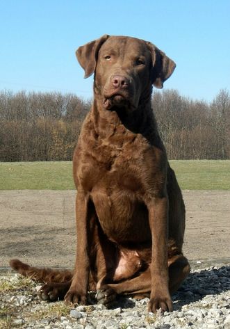 Just 12 months old but looking very "grown up"