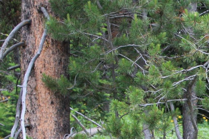 Mały baribal, chwile wczesniej zaglądał Heli do samochodu..Grand Teton National Park