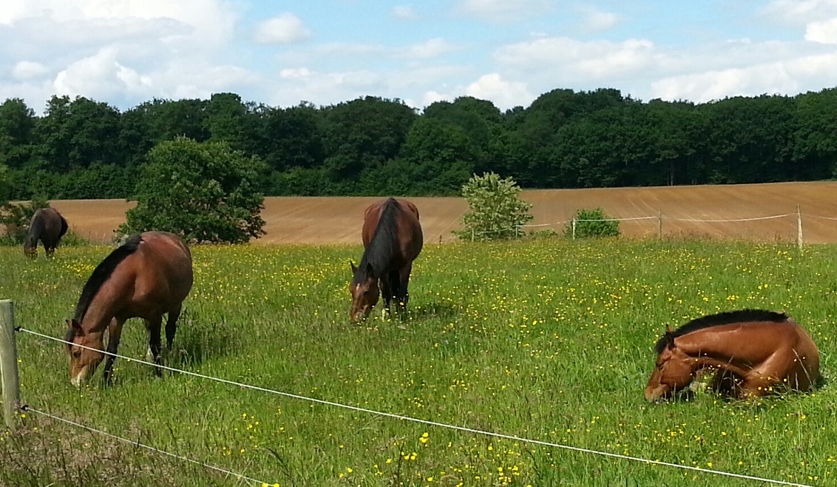 Chevaux dans le pré et parcs
