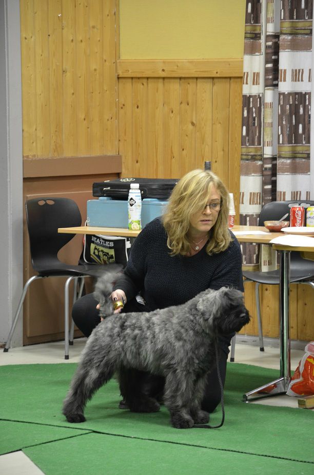 Vinner Gr 1	
1. Bovier des flandres: Frerub’s Bouvi, Mari Kristin Sjøvold    	BIS3
2. Hvit gjeterhund: Jethro of Trebons Berger Blanch, Mette Vikan og Anne Skei
3. Collie Korthår: Light of Dawn’s Just Wanna Dance, Marianne Elven og Søren Sørensen
4. Schäferhund normalhår: Ingodds Doccas, Mette Vikan Evjen

to: Ann-Elin N Balstad