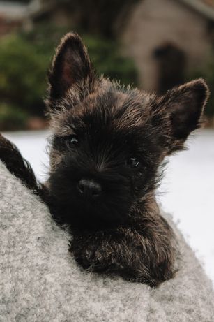 Louie