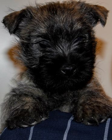Hector