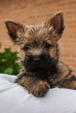 Jack