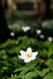 forår (146)