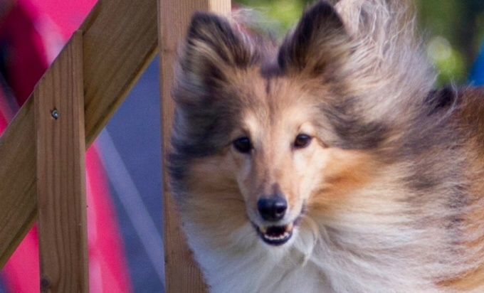 Elverlamshuset Gaya (Sif) ❤️🐶🇩🇰🤗🐲