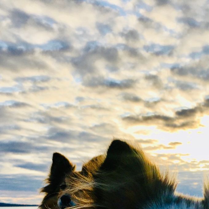 Elverlamshusets Uno Lassie RBM, RØM, DKRLCH
Elverlamshusets Gaya RBM, RØM, DKRLCH 🌹
Elverlamshusets Venustus Ponyo RBM
