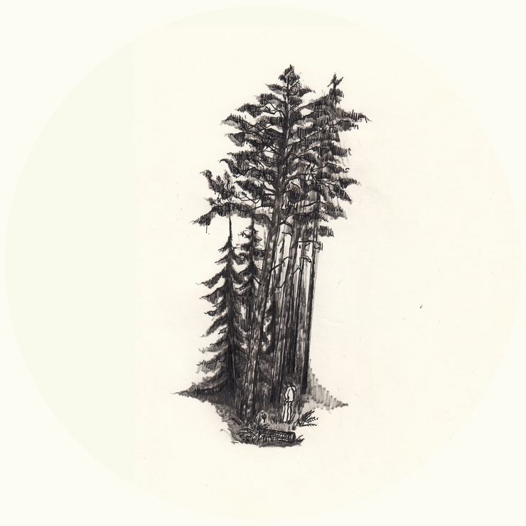 10 skog