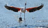 Camargue (1)