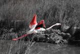 Camargue (2)