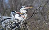 Camargue (4)