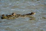 Costa-Rica - Alligator sur le Rio Tarcolès
