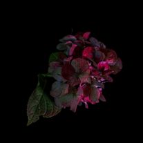 DomiCR7_2262d3