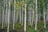 Finlande - Vers l'ile de Paalasmaa
