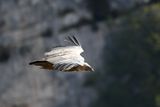 Gorges du Verdon - Vautour fauve