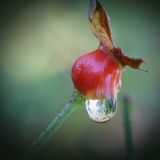 IMG_3233d