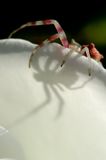 IMG_6320d_redimensionner