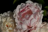 IMG_6382d_redimensionner