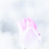 Jean Luc L Tulipe 2