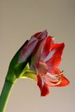 amaryllis PS 6 7